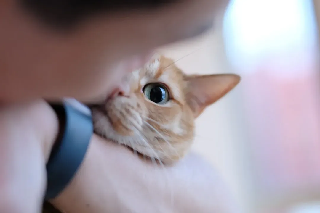 Your Cat Is Reading You, Not Just Watching You (Image Credits: Unsplash)