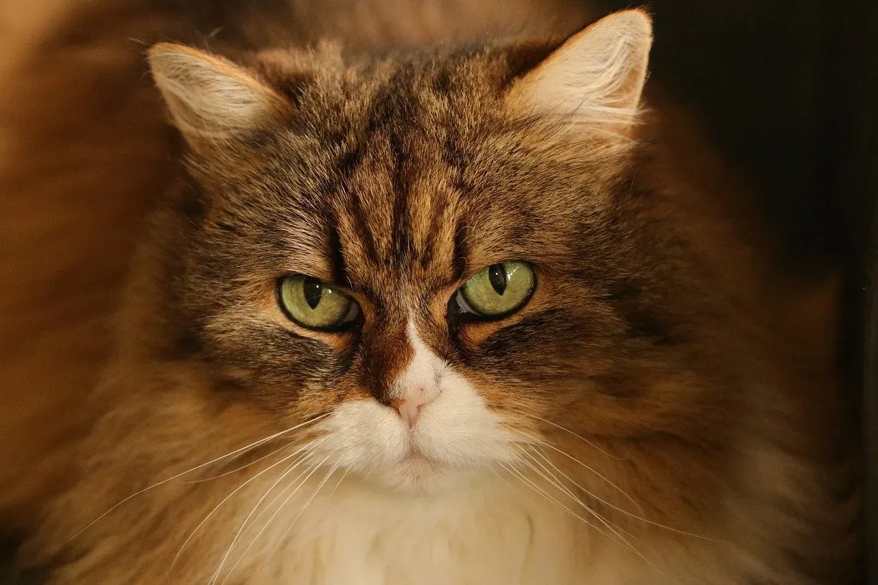 The Broader Implications for Feline Welfare (Image Credits: Pixabay)