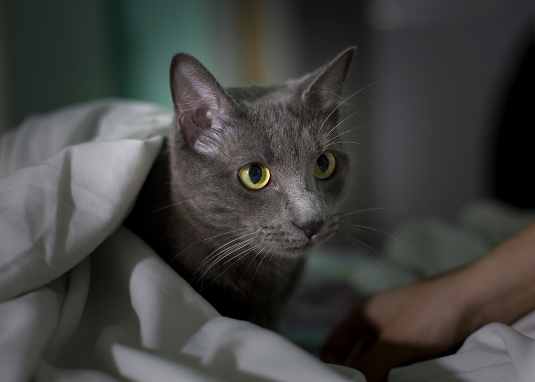 Understanding the True Meaning of Euthanasia (Image Credits: Unsplash)