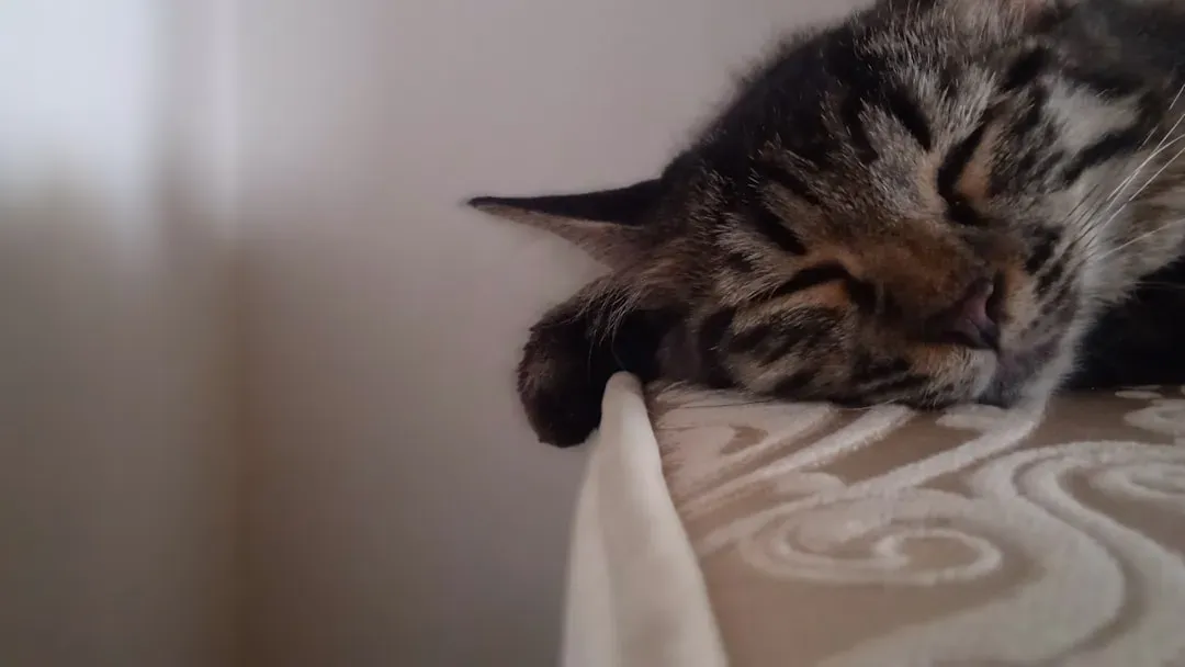 Safety, Comfort, and the Perfect Nap Spot: Elevated Sleeping Habits (Image Credits: Unsplash)