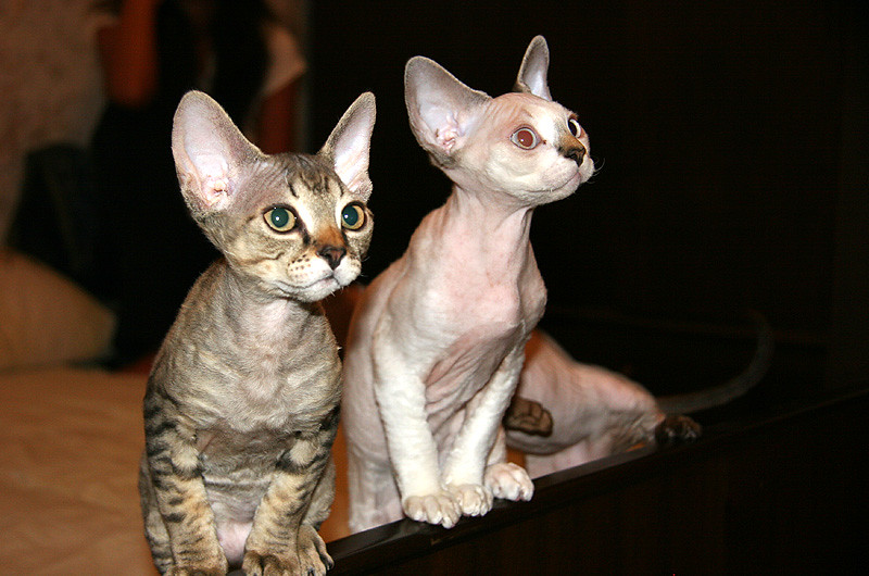 Devon Rex Cats: The Pixie-Faced Followers (Image Credits: Flickr)