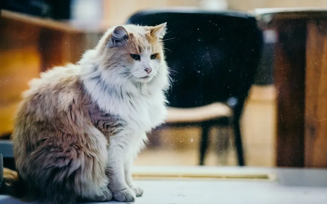 Respecting Your Cat's Space Is What Actually Builds the Bond (Image Credits: Unsplash)