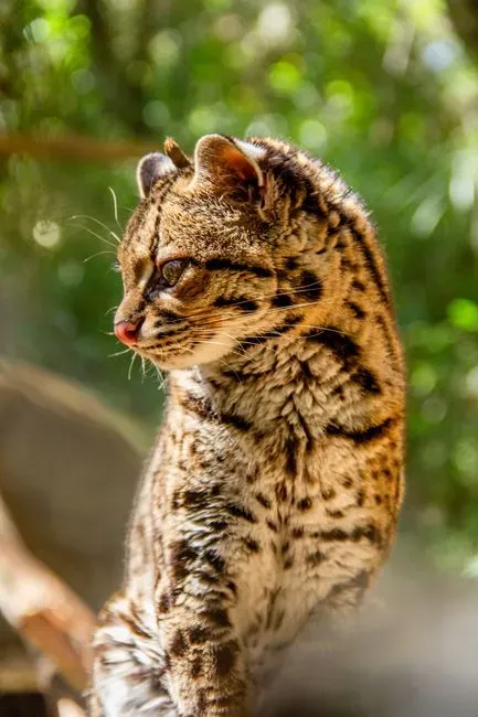 #6 Virgo and the Margay (Image Credits: Pexels)