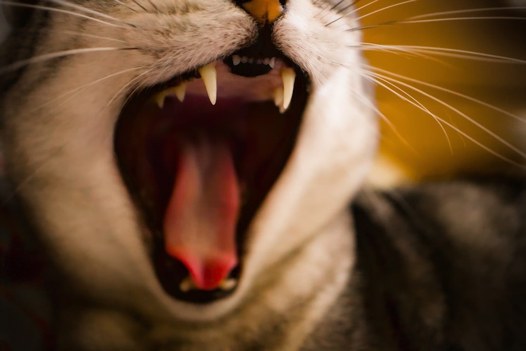 The Great Vocal Divide: Purrs vs Roars (Image Credits: Unsplash)