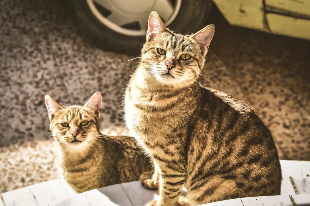 Dad Matters More Than You'd Expect: Paternal Inheritance in Cats (Image Credits: Unsplash)