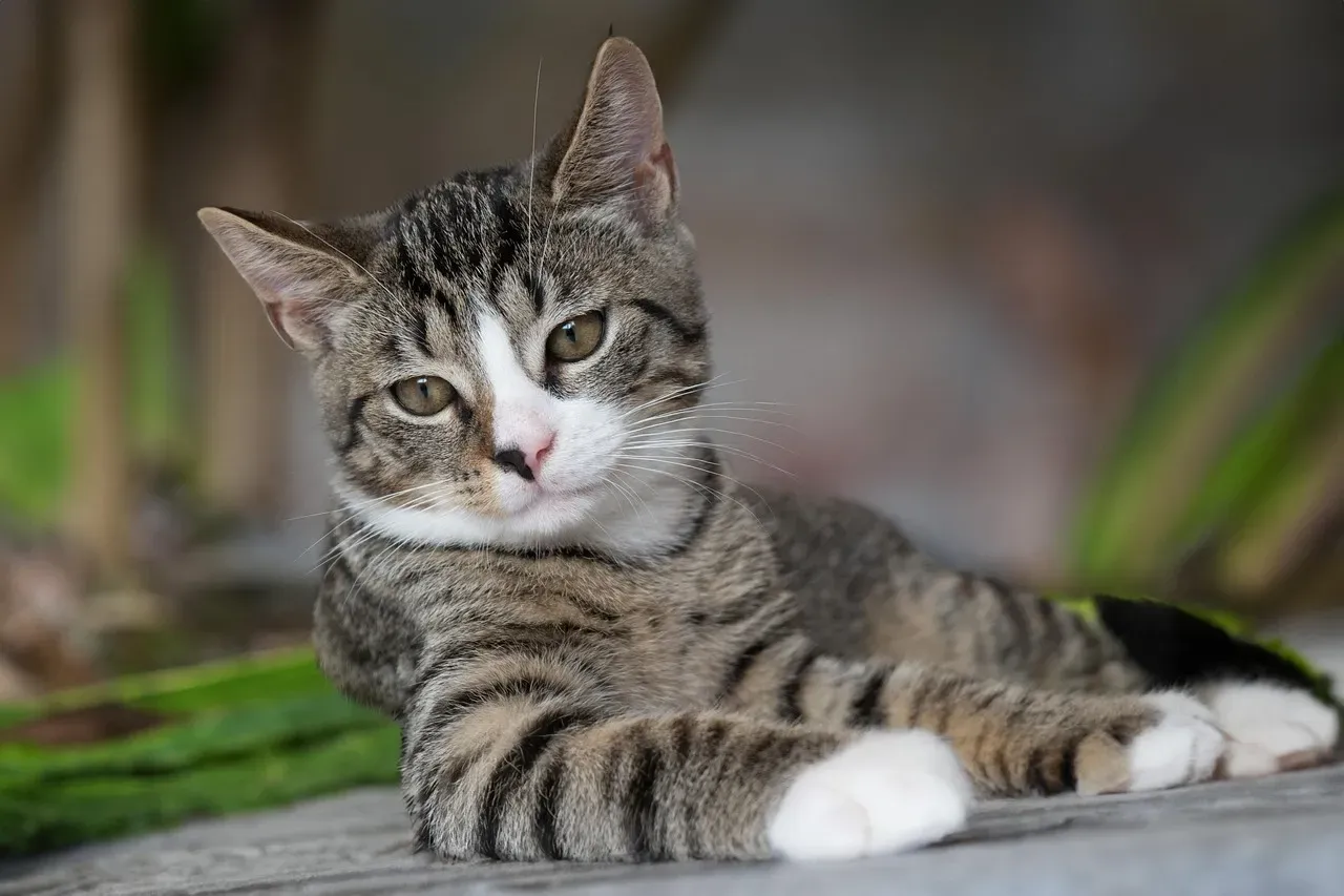 European Shorthair: The Uncomplicated Classic (Image Credits: Pixabay)