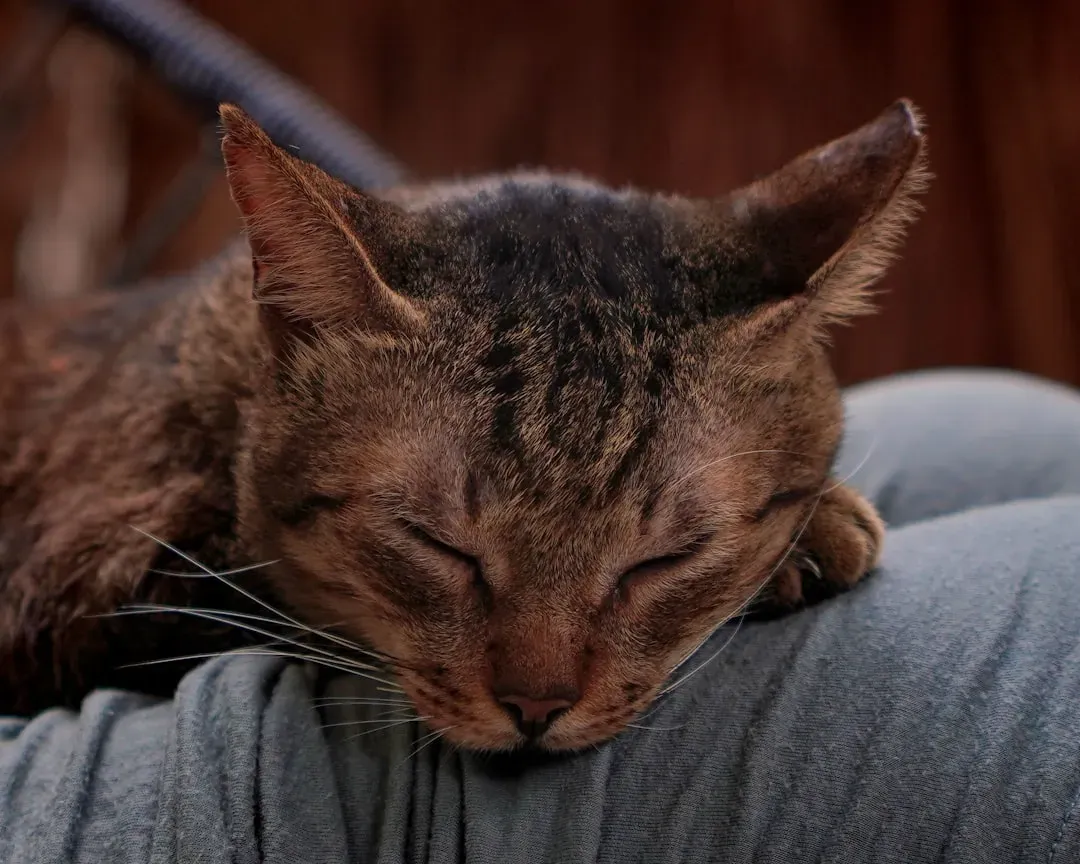 It Can Also Be Their Way of Coping With Stress (Image Credits: Unsplash)