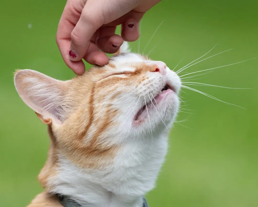 Purring as a Self-Healing Mechanism: The Cat's Inner Doctor (Image Credits: Unsplash)