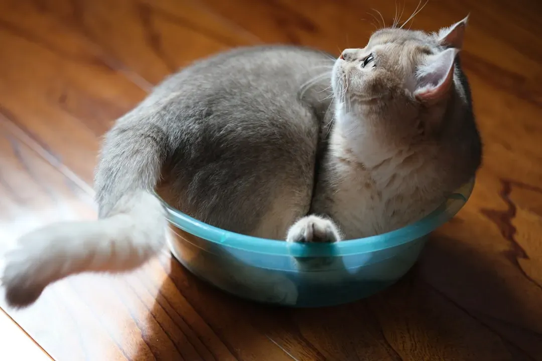 Silicone Can Covers for Wet Food Storage (Image Credits: Unsplash)
