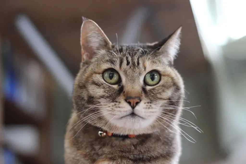 What "Clean Cat" Really Means in Practice (zaimoku_woodpile, Flickr, CC BY 2.0)