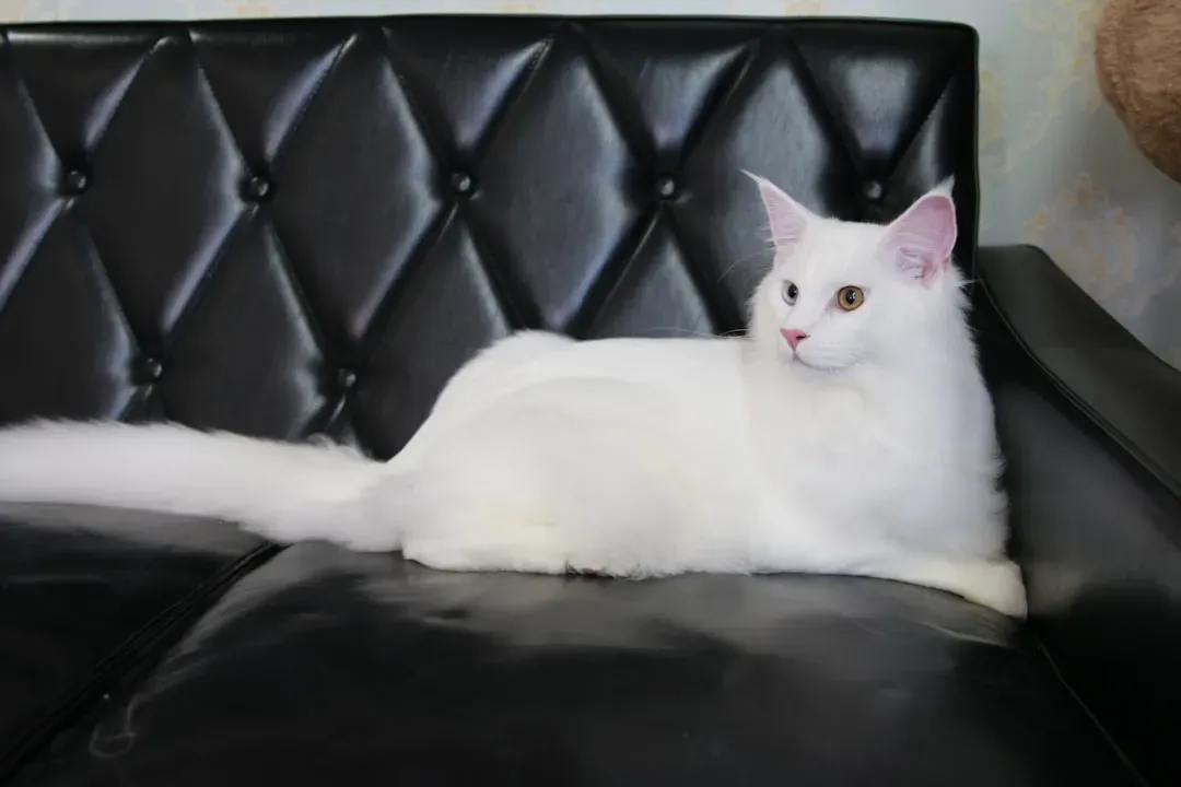 You Chose Style Over Texture (Image Credits: Unsplash)