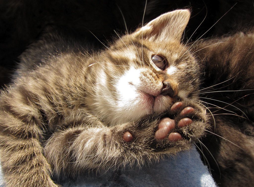 How Cats Actually Cool Themselves (Image Credits: Flickr)