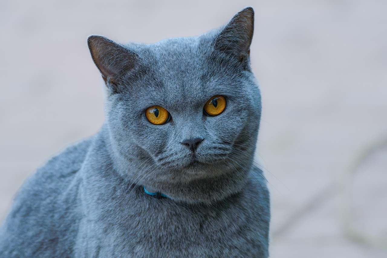 Gray Cats: The Mysterious Introverts (Image Credits: Pixabay)
