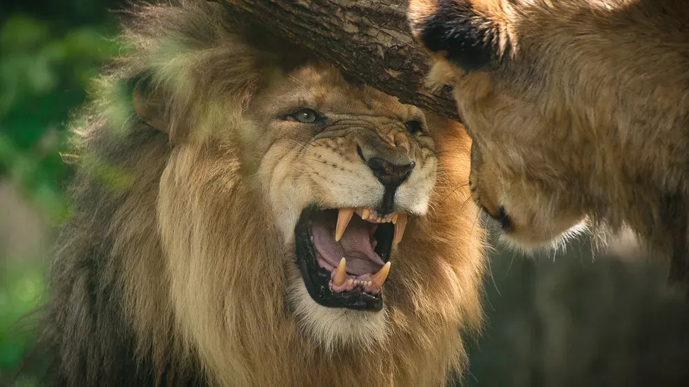 Lions Can Literally Count Their Rivals by Listening (Oddernod, Flickr, CC BY-SA 2.0)