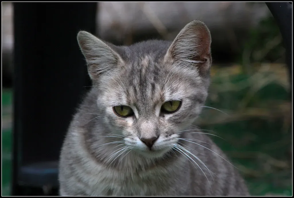 Safely Using Topical Flea Medications (Image Credits: Flickr)