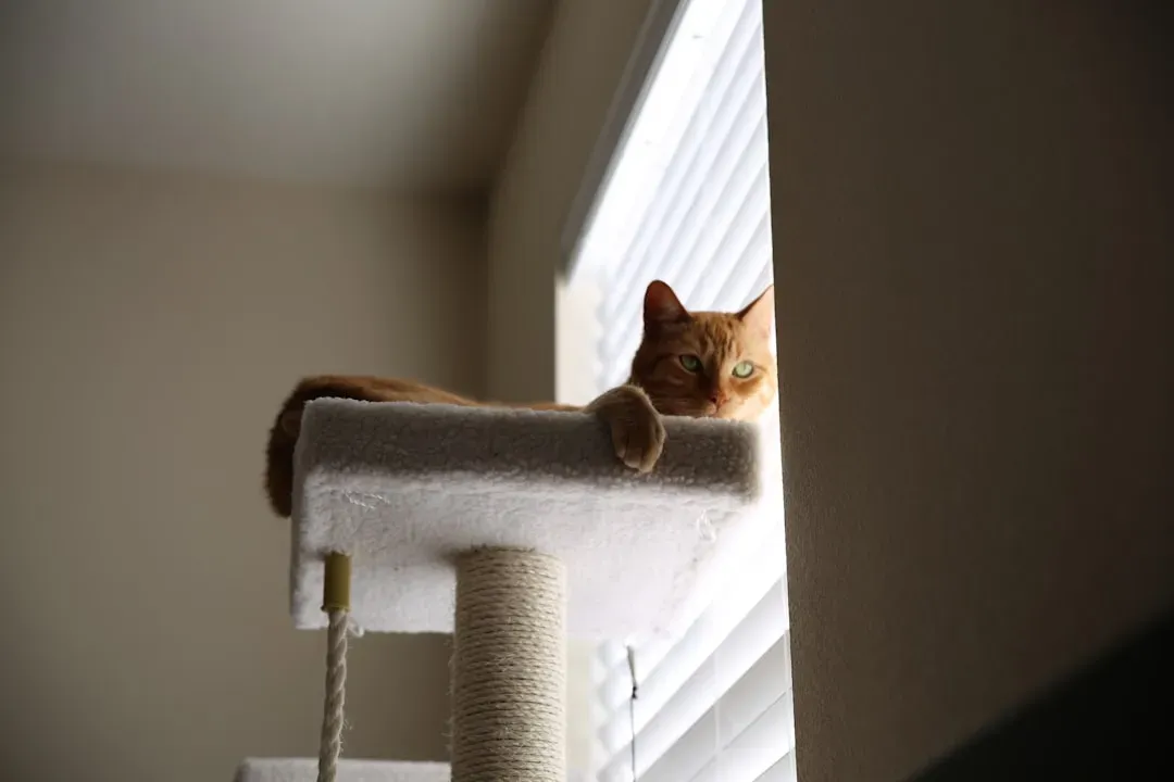 Provide Environmental Enrichment to Satisfy Their Curiosity (Image Credits: Unsplash)