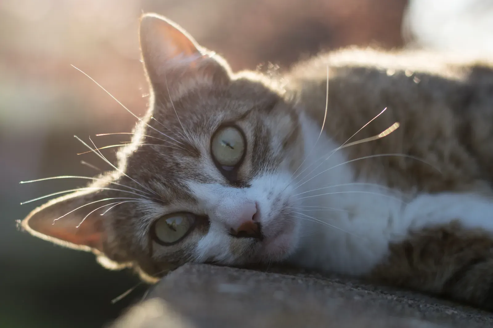 Warm, Sunny Spots Are Their Personal Paradise (Image Credits: Wikimedia)