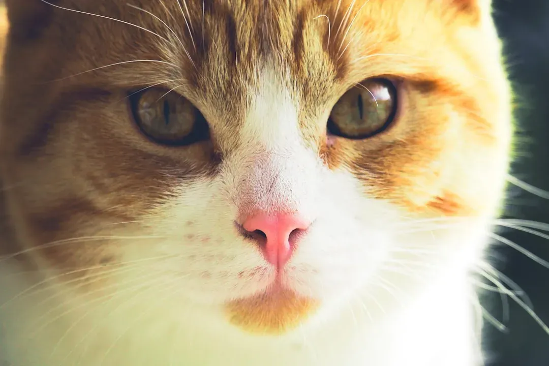 Their Sensitive Nose Detects What You Can't (Image Credits: Unsplash)
