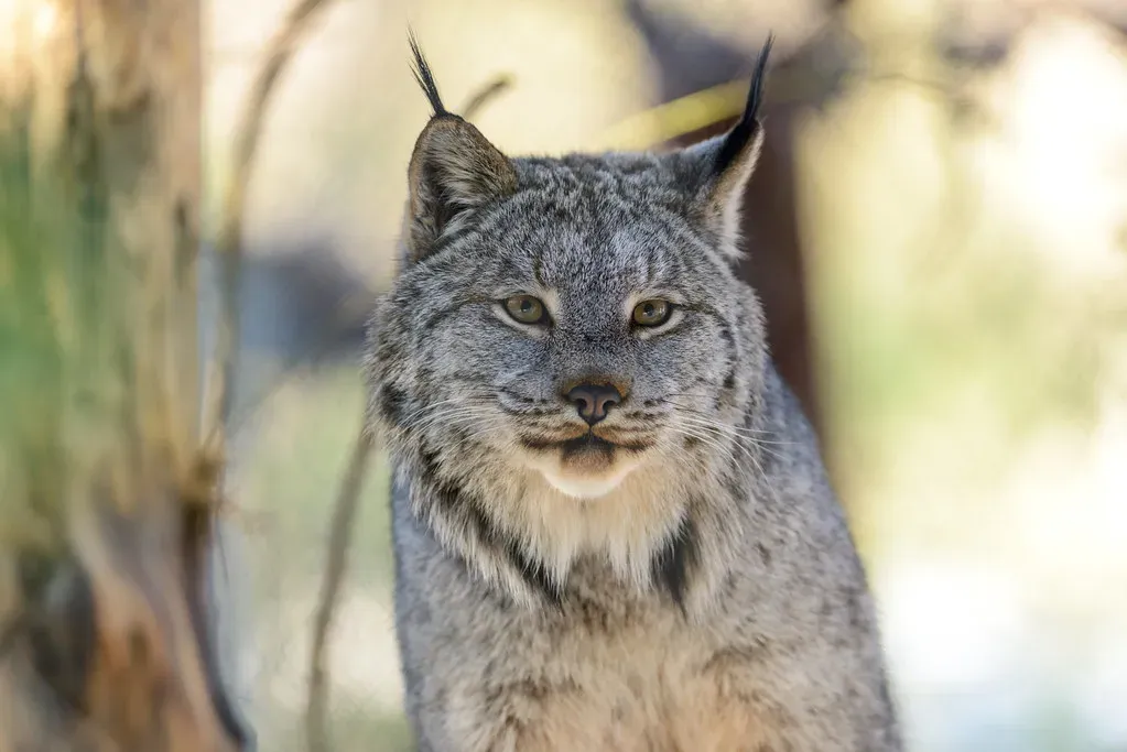 5. Use Extra‑Long Ear Tufts and Facial Ruff as Precision Sensors (Eric Kilby, Flickr, CC BY-SA 2.0)