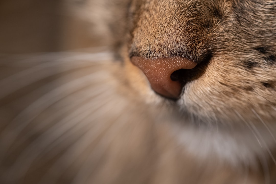 Common Reasons for a Dry Cat Nose (Image Credits: Unsplash)