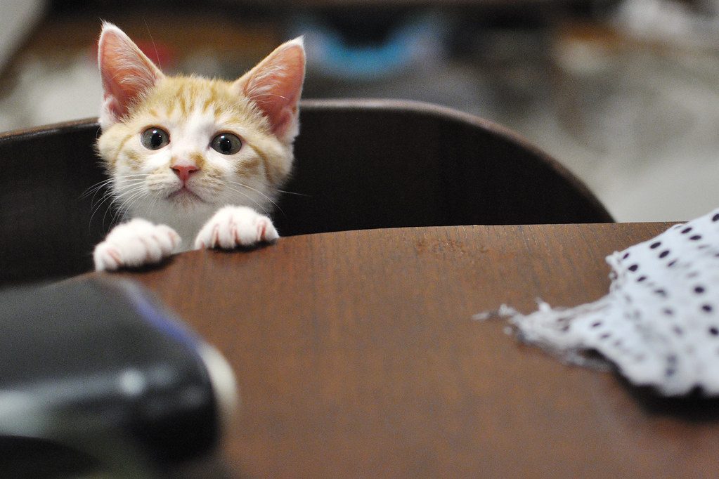 1. Knocking Your Stuff Off Tables and Counters (Image Credits: Flickr)