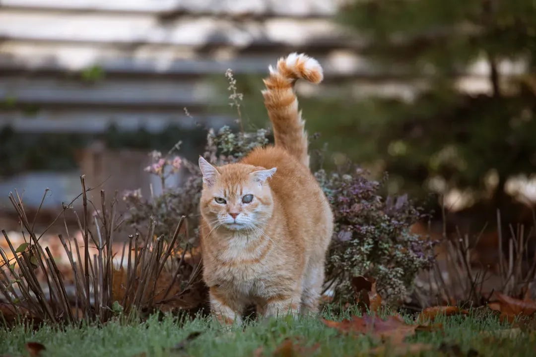 That Upright Tail With the Slight Curve Is Pure Happiness (Image Credits: Unsplash)