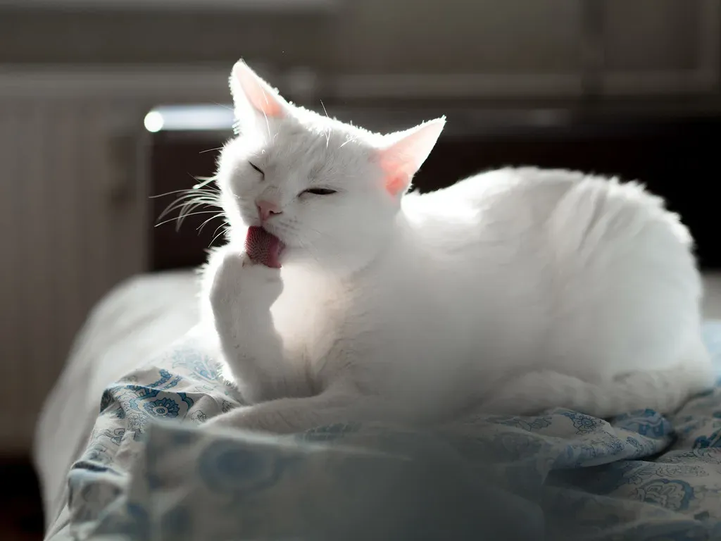 Grooming Rituals and Self-Care Sessions (Image Credits: Flickr)