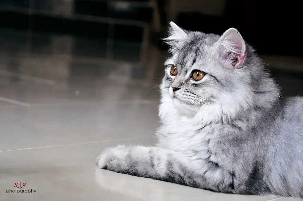 Staring Into Space Isn't Weird, It's Sensory (Image Credits: Flickr)