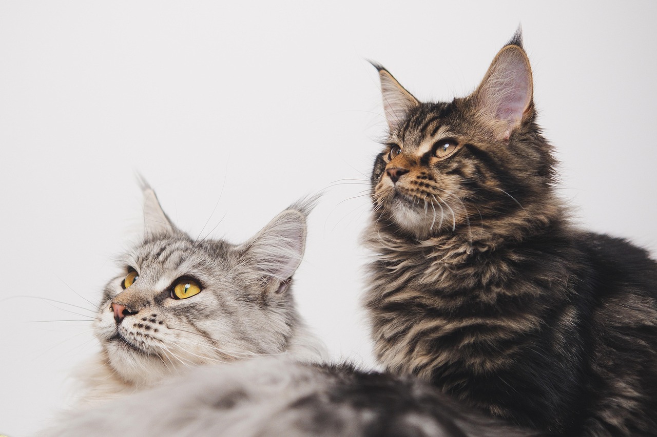 Maine Coon - The Gentle Giant (Image Credits: Pixabay)