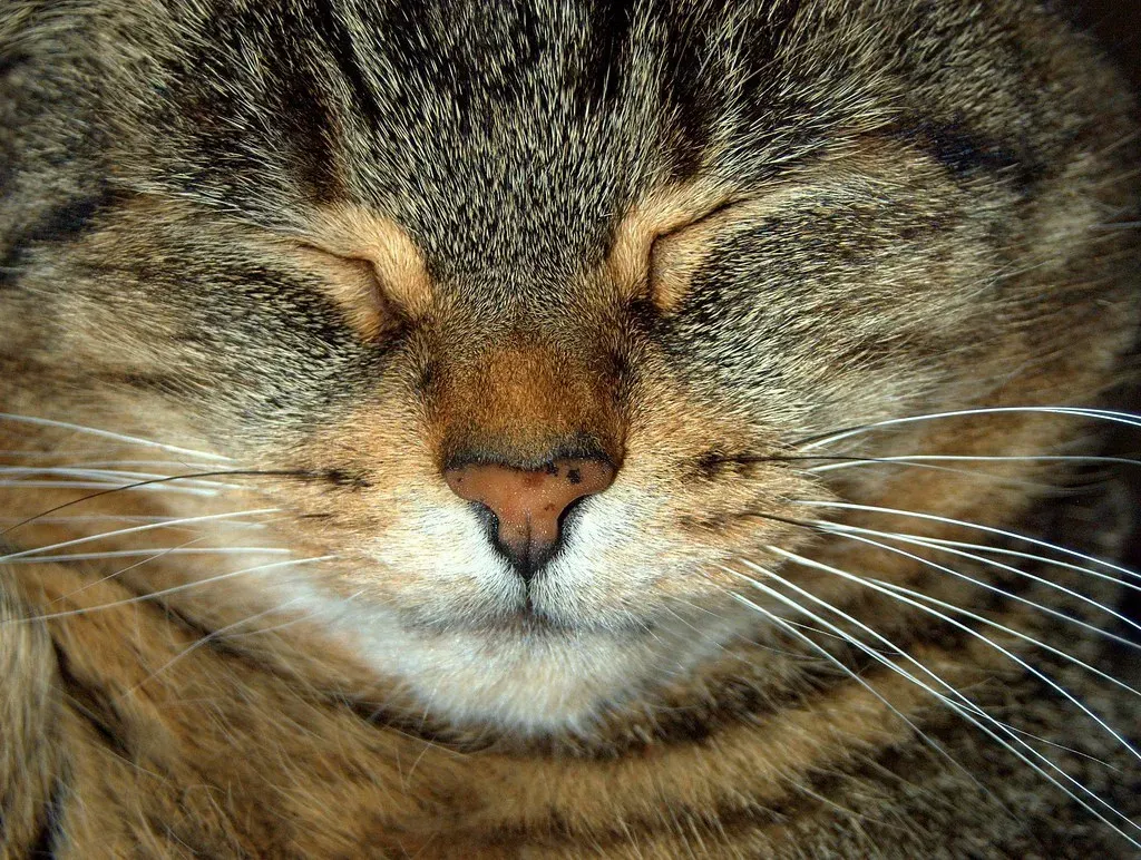 Communication Beyond Words (Image Credits: Flickr)