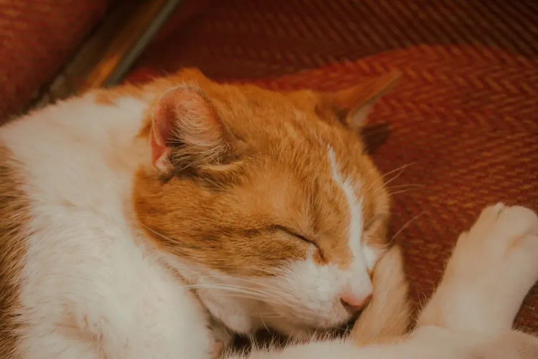 #2 - Sleeping Pressed Directly Against You (Image Credits: Unsplash)