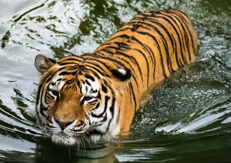 #6. Tigers are powerful, confident swimmers (Image Credits: Pexels)
