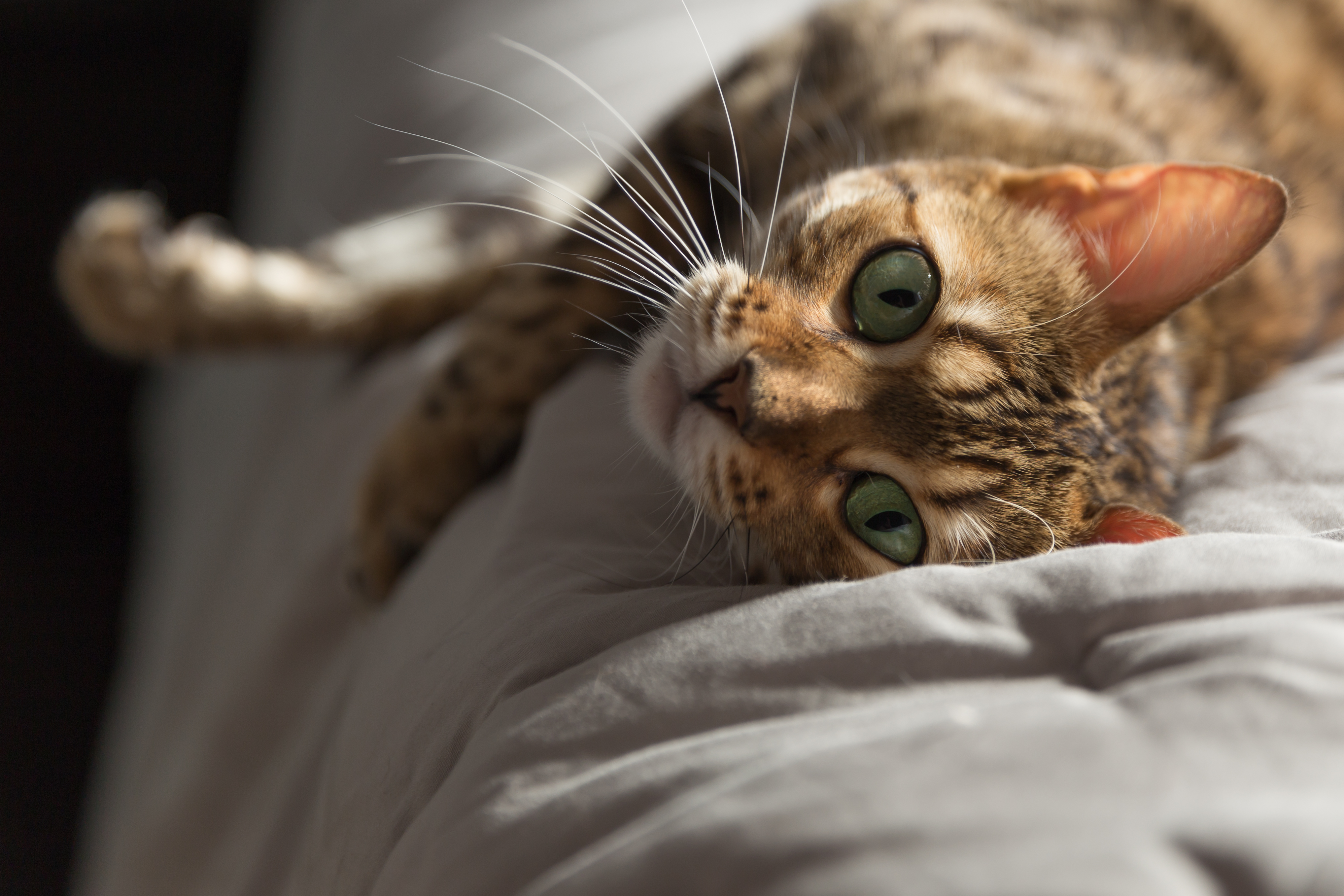 Separation Anxiety Reveals Attachment Depth (Image Credits: Wikimedia)