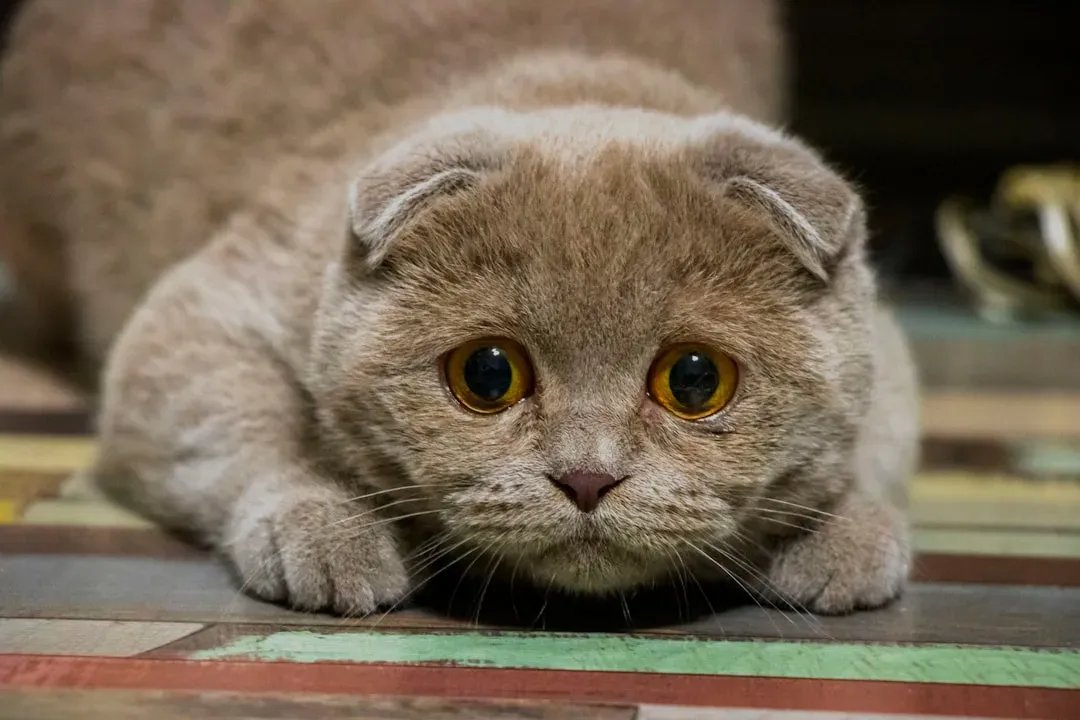 Stress and Emotional Factors Are Playing a Role (Image Credits: Unsplash)