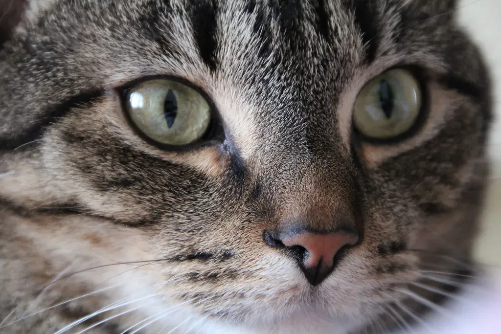 Your Cat's Eyes Are Built for a Different World (morag.riddell, Flickr, CC BY 2.0)