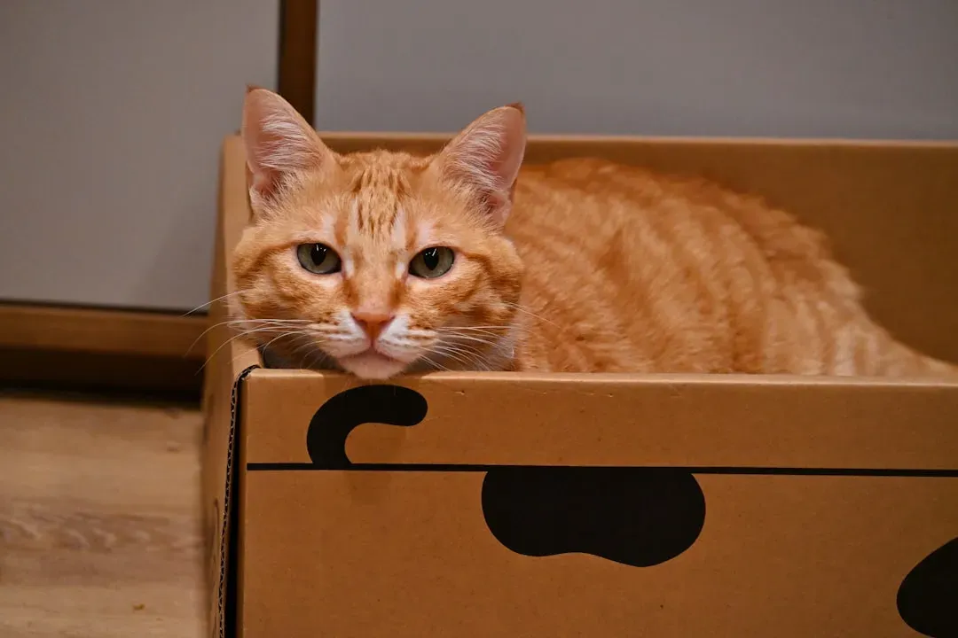 Even Big Cats Love Boxes (Image Credits: Unsplash)