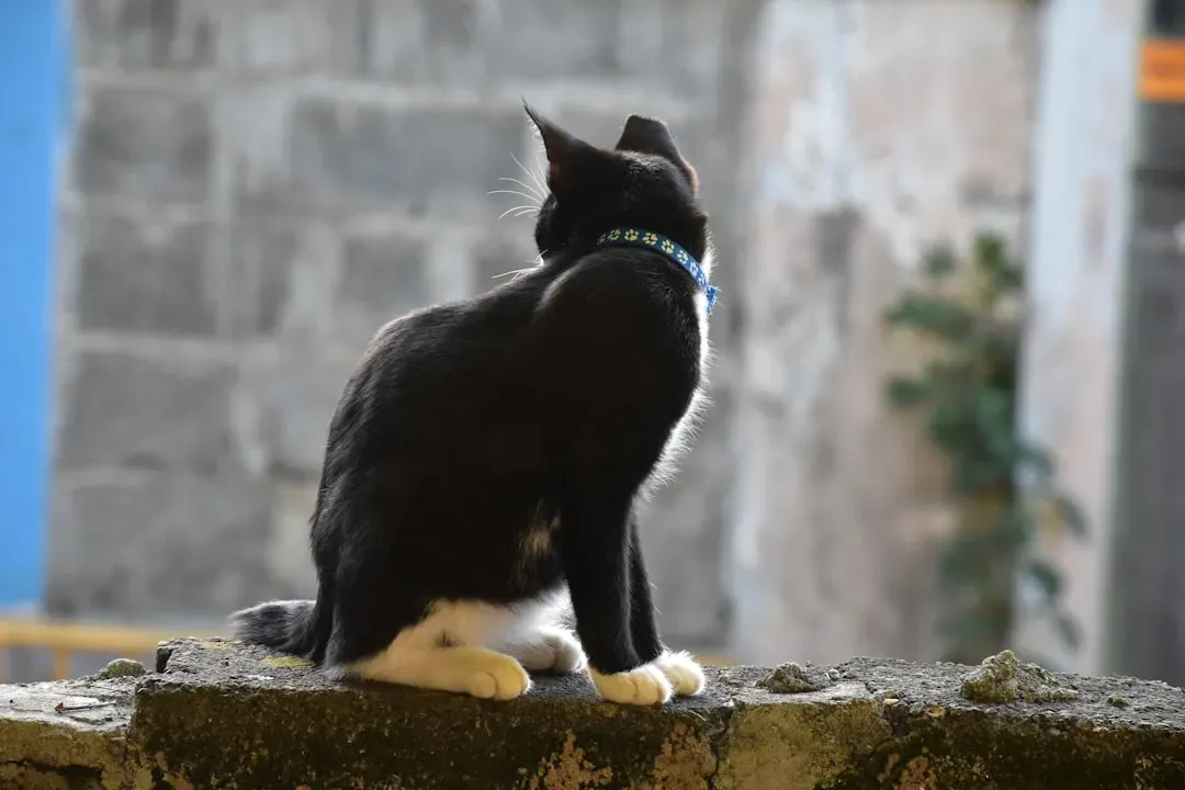 Your Cat Has a Memory That Can Last a Decade or More (Image Credits: Unsplash)