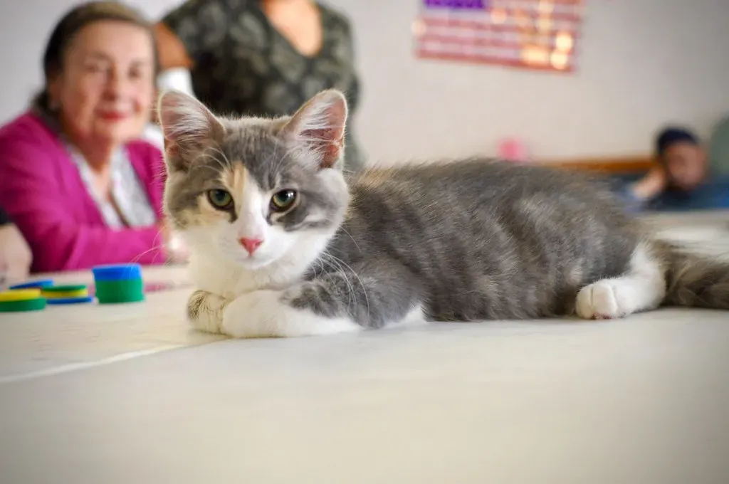 Finding Your Family's Feline Philosopher (Image Credits: Flickr)