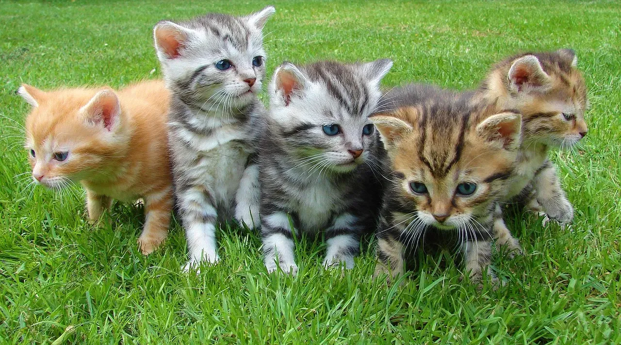 #7 Cancer: Craves the Comfort of a Close-Knit Group (Image Credits: Pixabay)