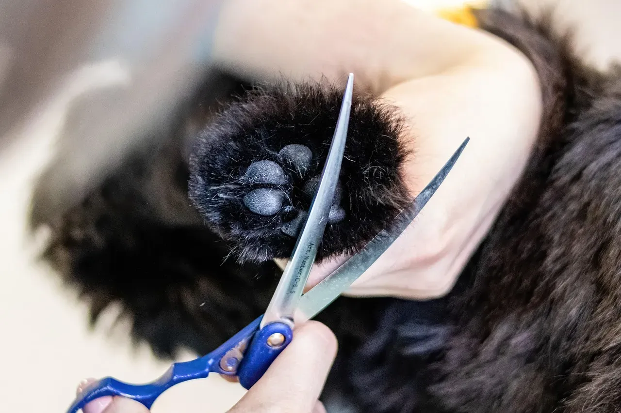 Trimming Fur Around Paw Pads (Image Credits: Pixabay)