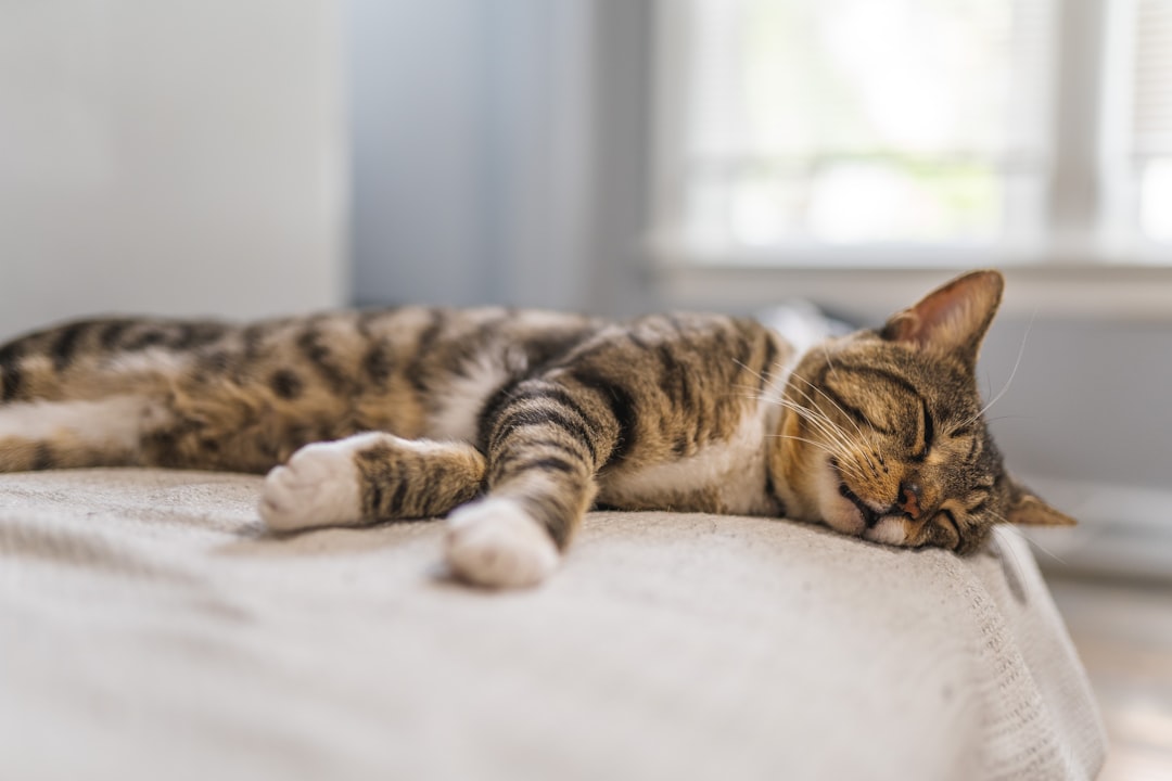 Sleep Cycles Support Your Cat's Digestive Health and Metabolism (Image Credits: Unsplash)