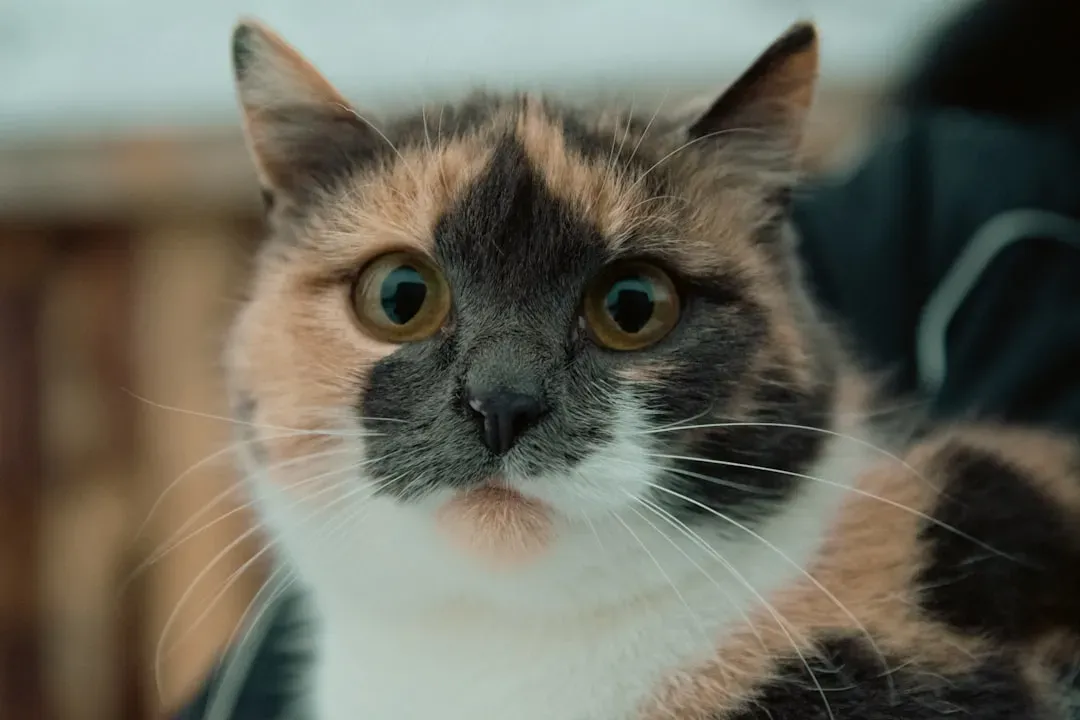 The Science Behind Those Expressive Cat Faces (Image Credits: Unsplash)