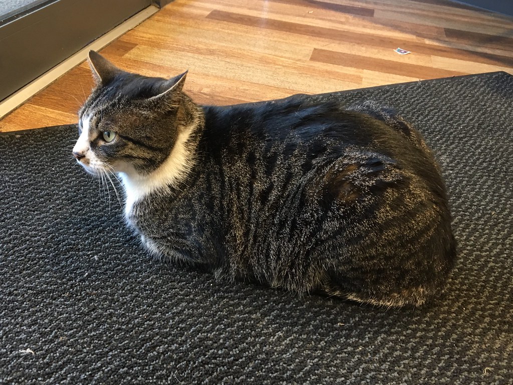 Forgetting to Cat-Proof Your Space (Image Credits: Flickr)