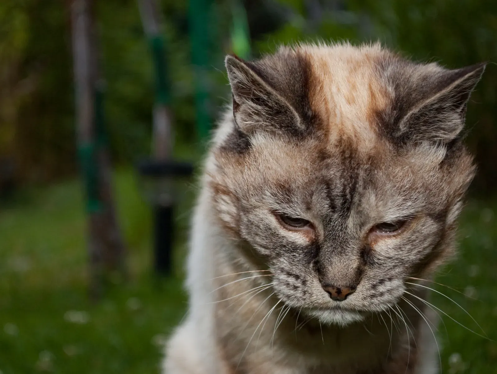 #1 - The Slow Blink That Isn't Sleepiness (Own work • Flickr, CC BY 2.0 fr)