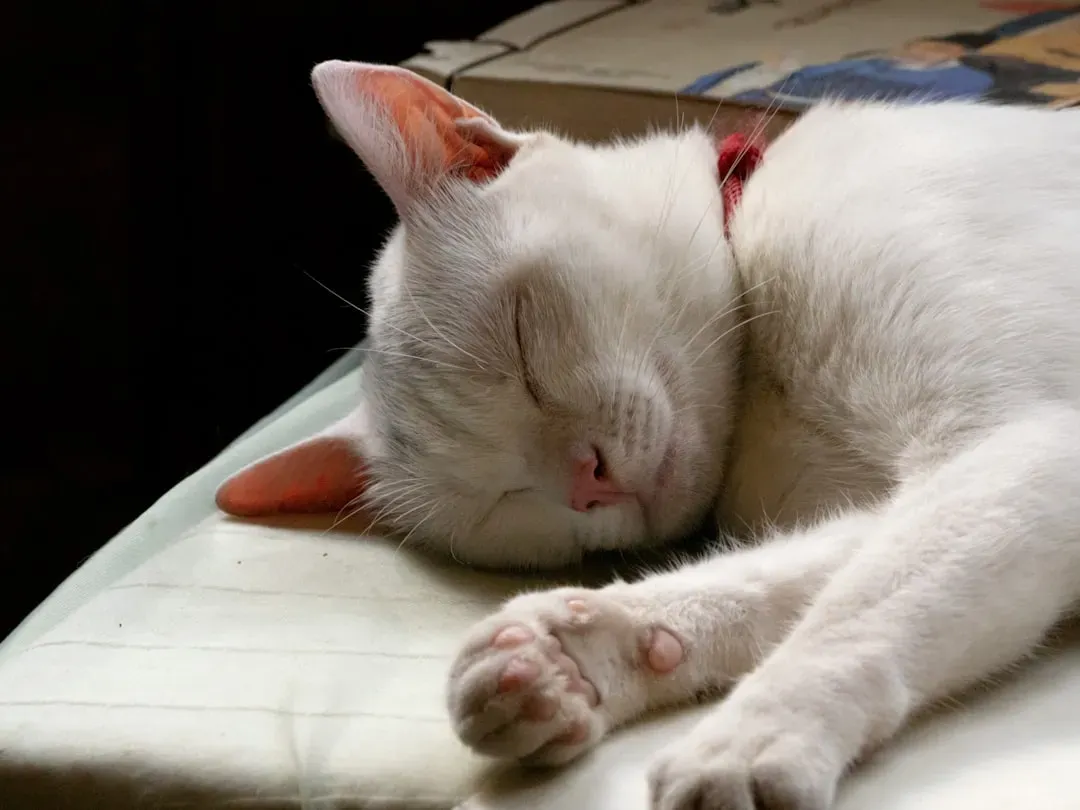 The Quiet Language of a Contented Cat (Image Credits: Unsplash)