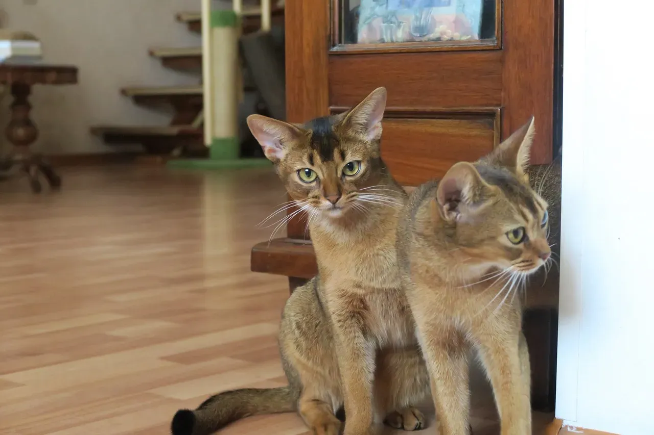 Abyssinians: The Active Athletes Who Show Love Through Play (Image Credits: Pixabay)