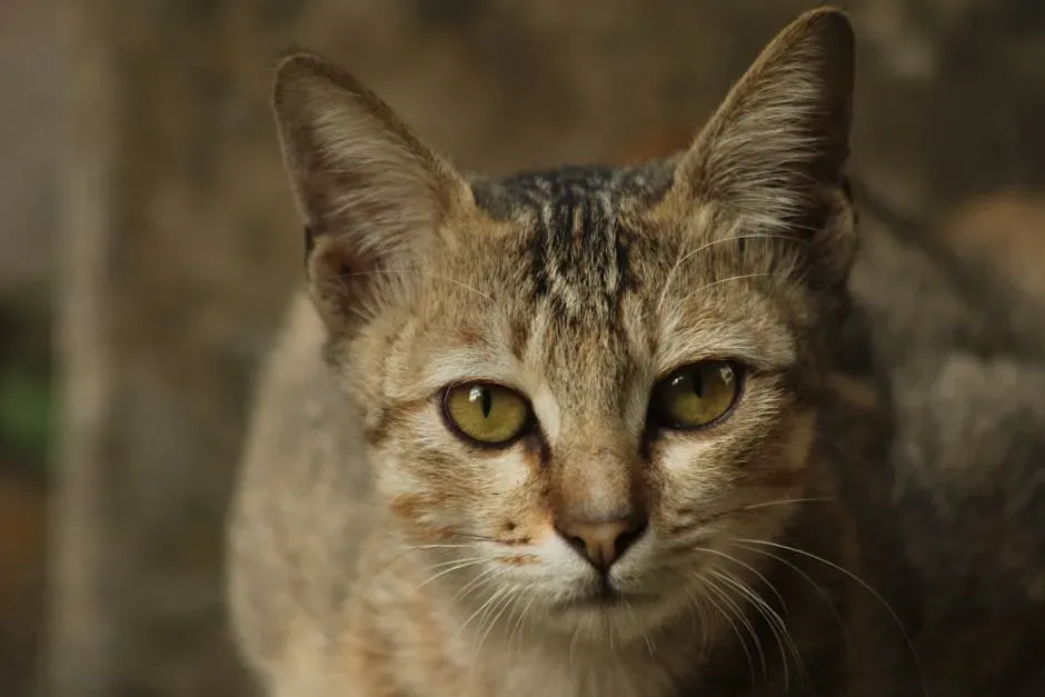 Reading the Room: Soft Stare vs. Hard Stare (Image Credits: Pexels)