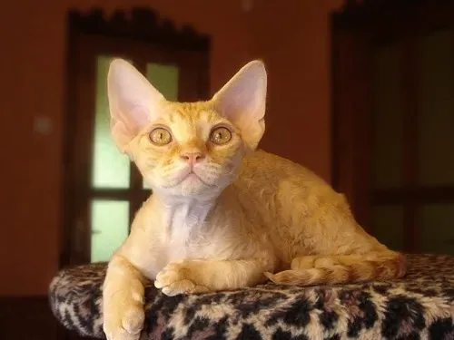#6 Devon Rex (By Anthony Ivanoff, Public domain)