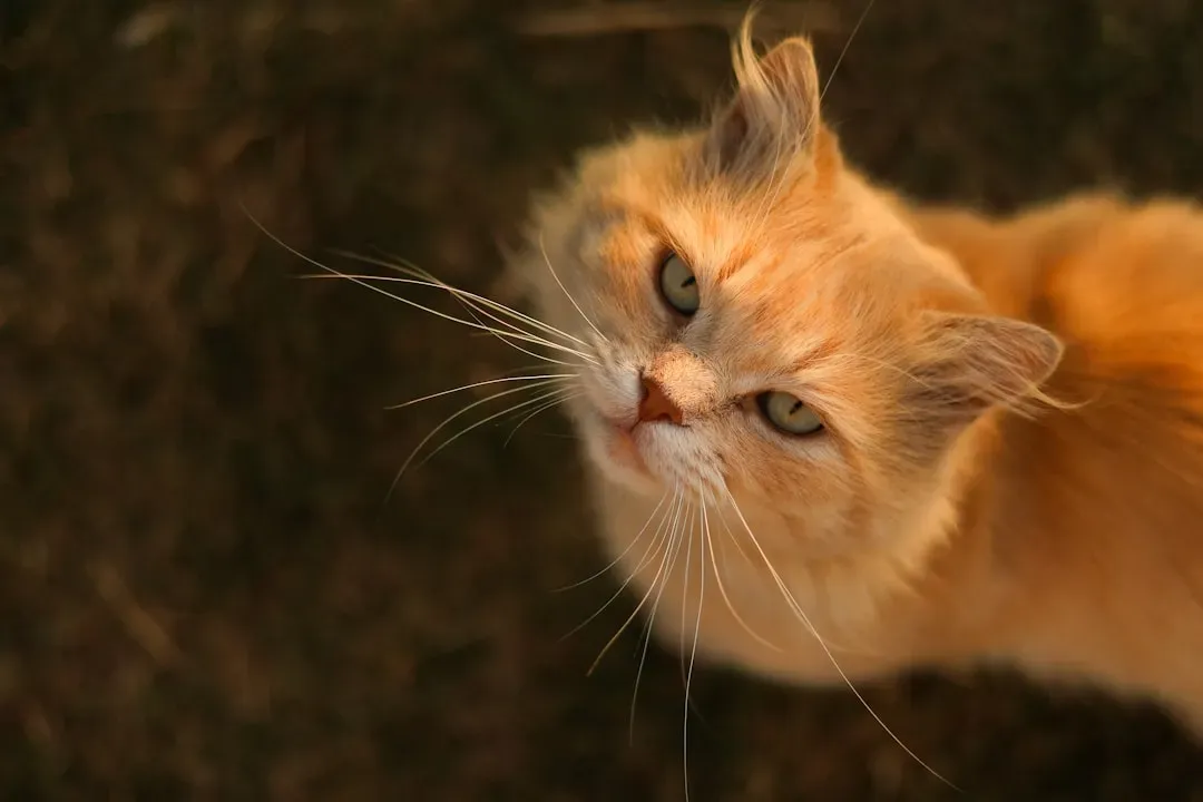 When Whisker Twitching Might Be a Health Warning Sign (Image Credits: Unsplash)