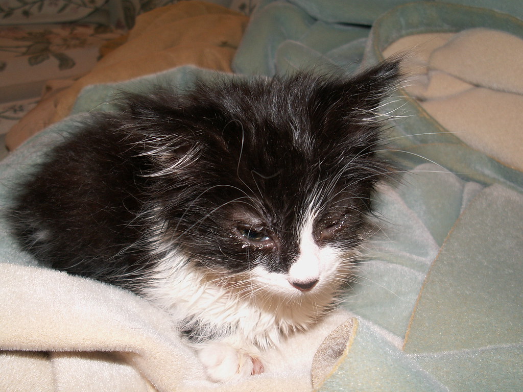 Inadequate Parasite Prevention (Image Credits: Flickr)